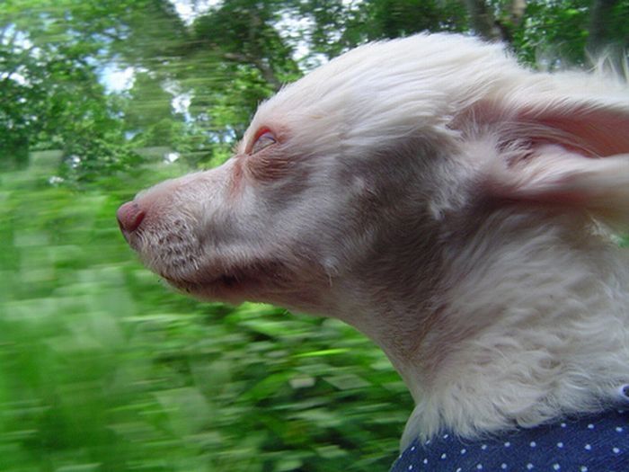 dogs love cars and wind