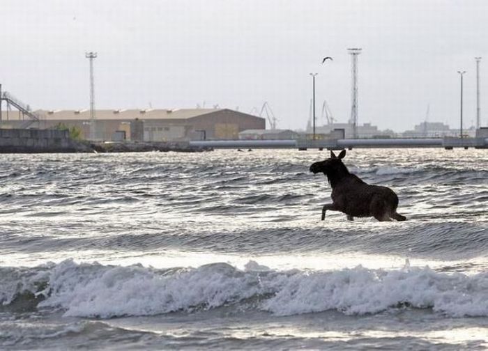 Moose rescue operation, Tallinn, Estonia