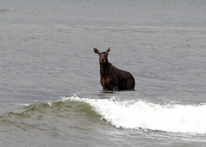 Moose rescue operation, Tallinn, Estonia