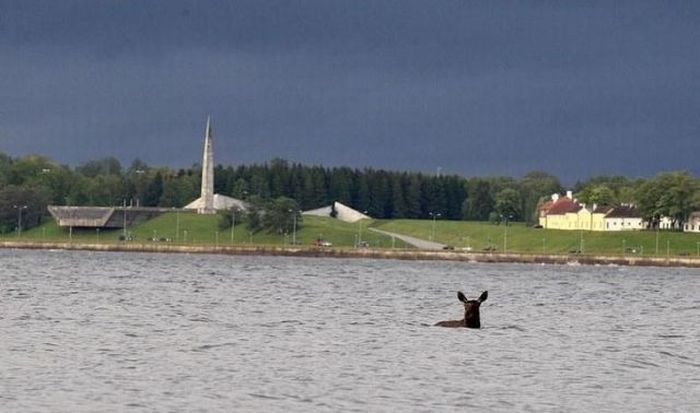 Moose rescue operation, Tallinn, Estonia