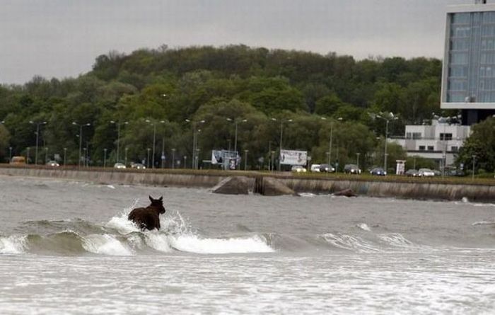 Moose rescue operation, Tallinn, Estonia