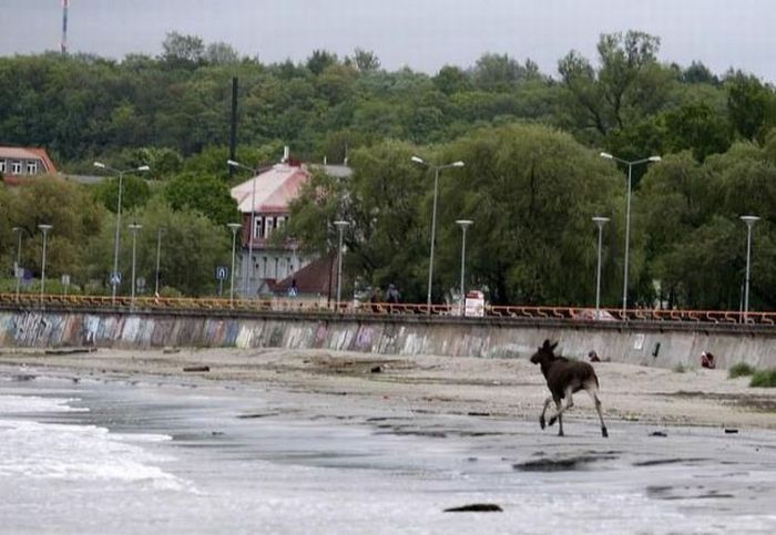 Moose rescue operation, Tallinn, Estonia