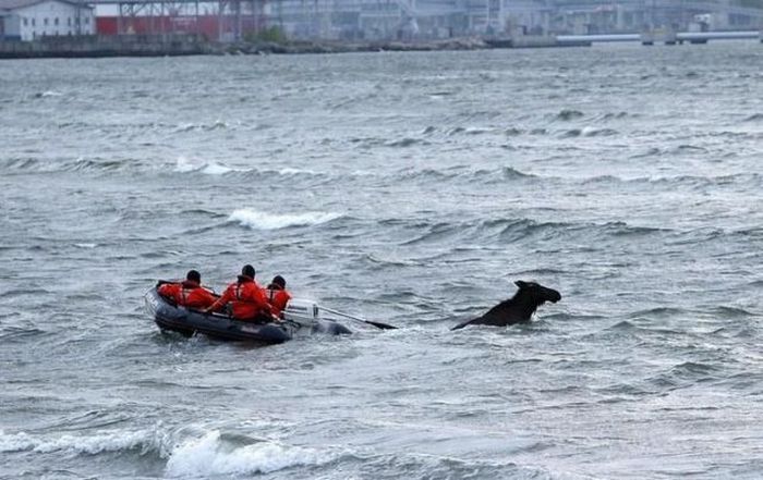 Moose rescue operation, Tallinn, Estonia