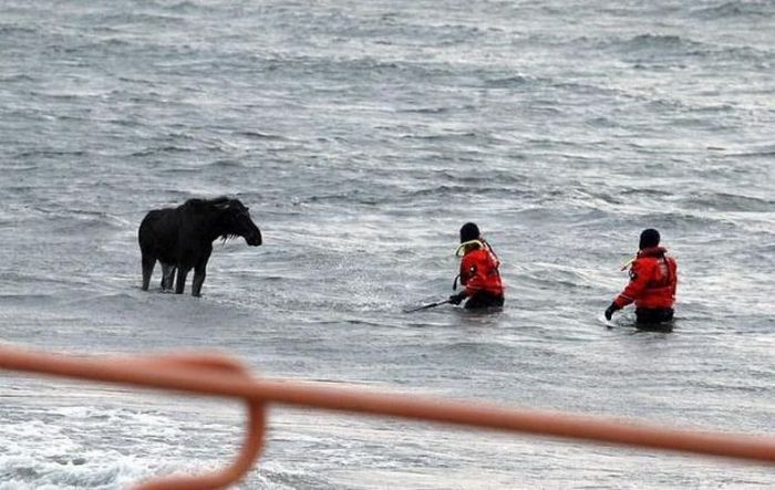 Moose rescue operation, Tallinn, Estonia