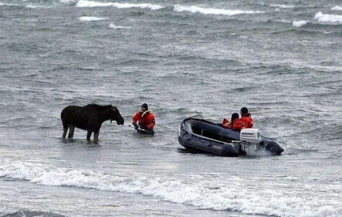 Moose rescue operation, Tallinn, Estonia