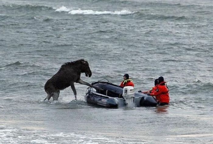 Moose rescue operation, Tallinn, Estonia