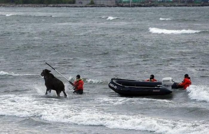 Moose rescue operation, Tallinn, Estonia