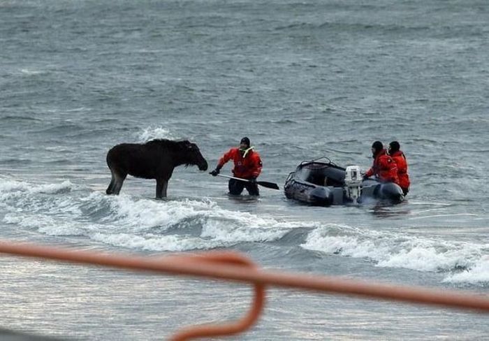 Moose rescue operation, Tallinn, Estonia