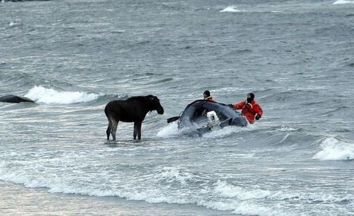 Moose rescue operation, Tallinn, Estonia