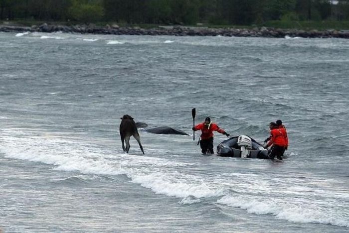 Moose rescue operation, Tallinn, Estonia