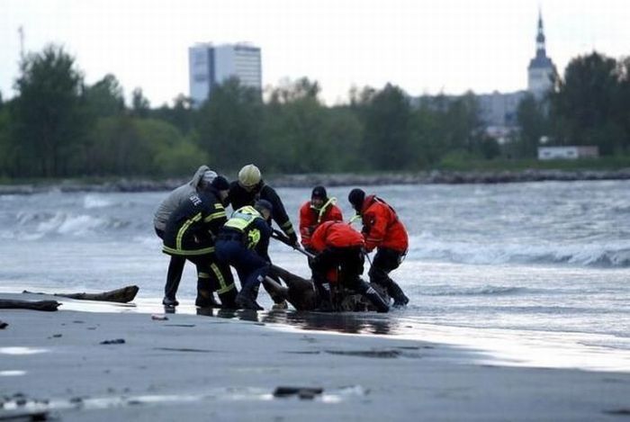 Moose rescue operation, Tallinn, Estonia