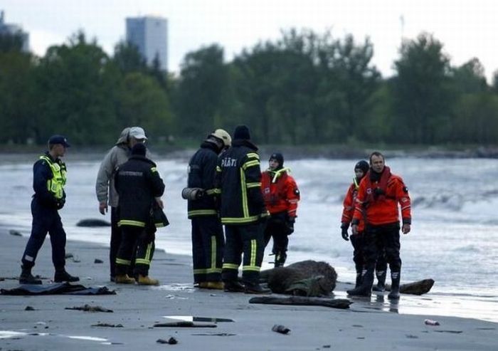 Moose rescue operation, Tallinn, Estonia