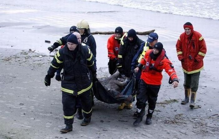 Moose rescue operation, Tallinn, Estonia