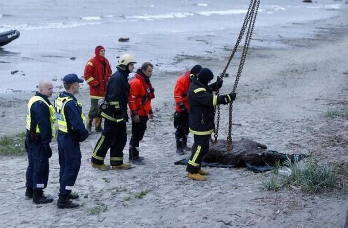 Moose rescue operation, Tallinn, Estonia