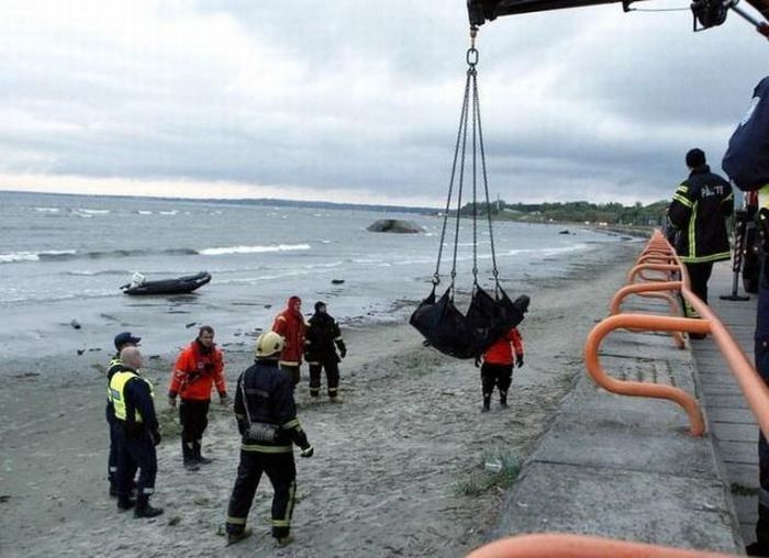 Moose rescue operation, Tallinn, Estonia