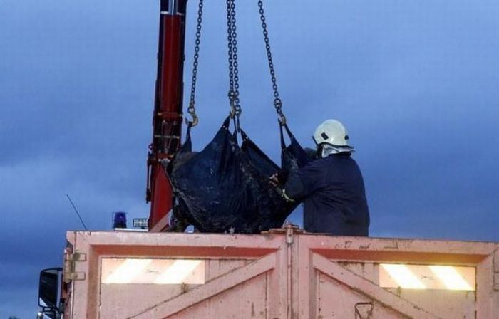 Moose rescue operation, Tallinn, Estonia