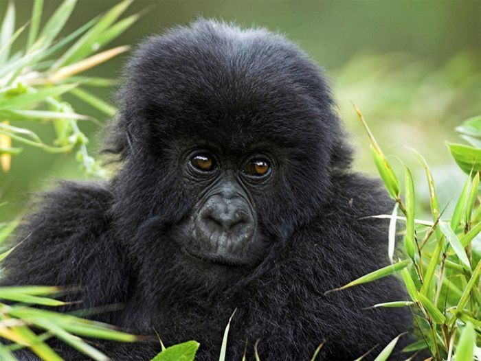 cute baby pet animal