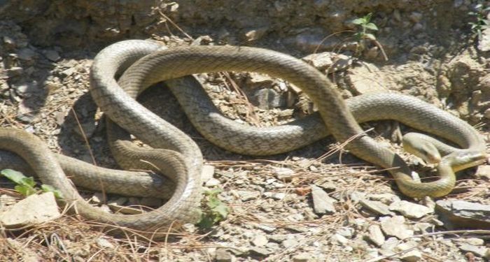 snakes love