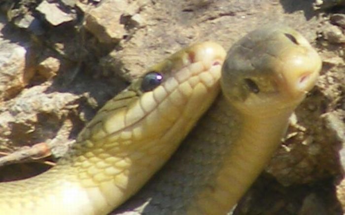 snakes love