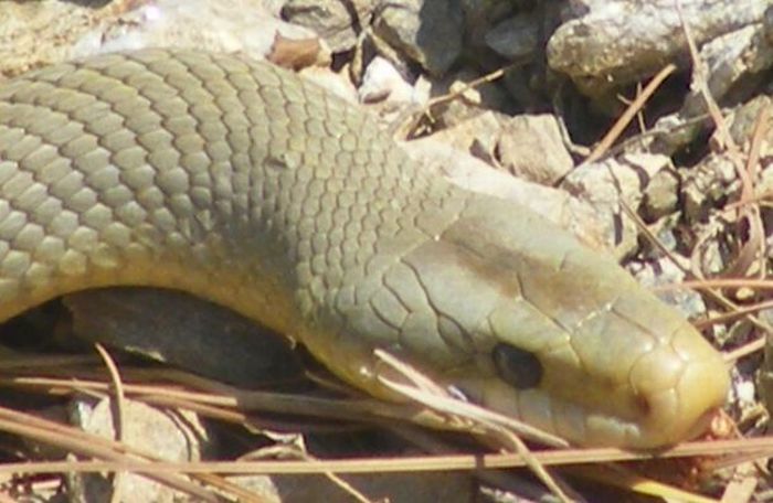 snakes love