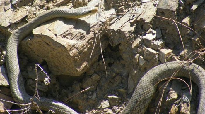 snakes love