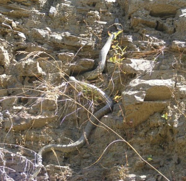 snakes love