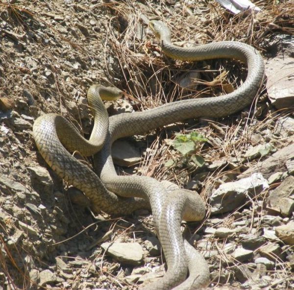 snakes love