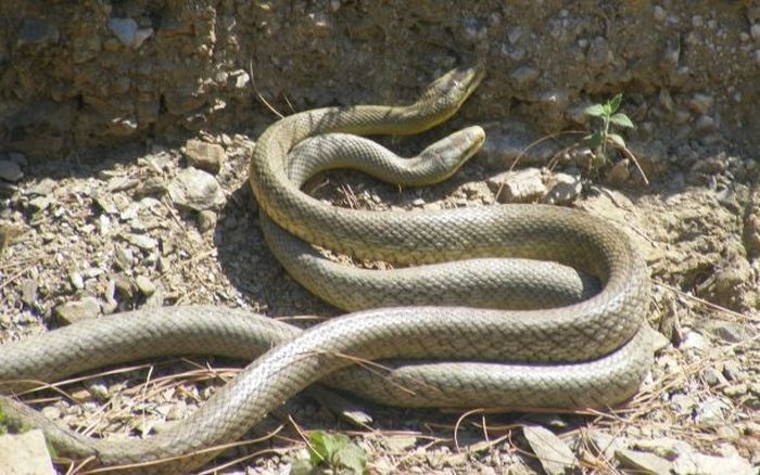 snakes love