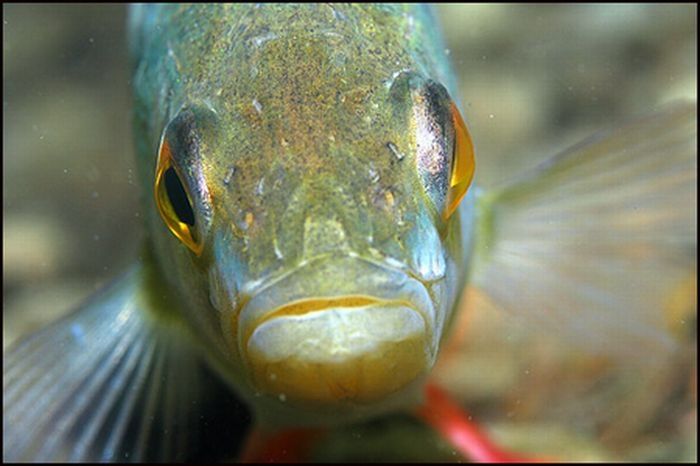 funny fish face