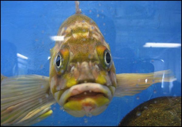 funny fish face