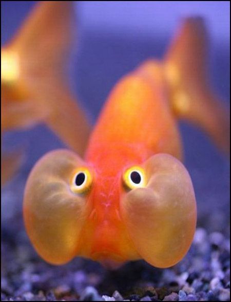 funny fish face