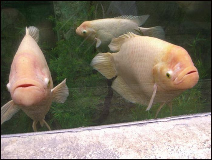 funny fish face