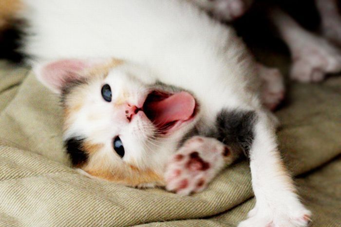yawning kittens