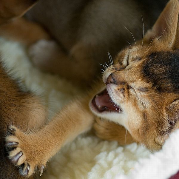 yawning kittens