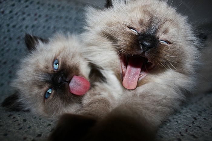 yawning kittens