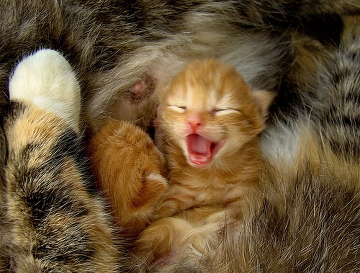yawning kittens
