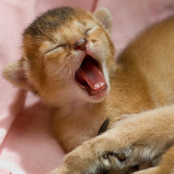 yawning kittens