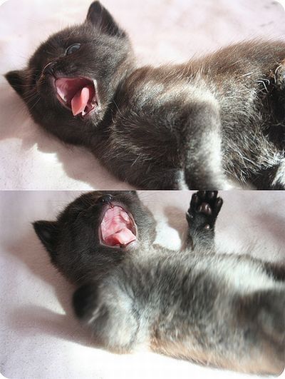 yawning kittens