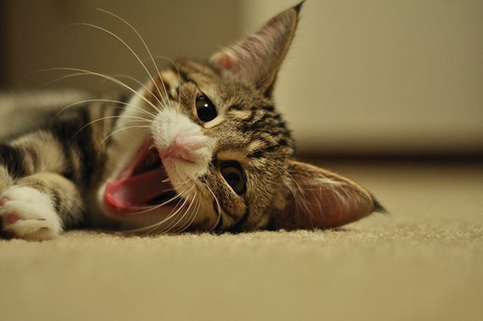 yawning kittens