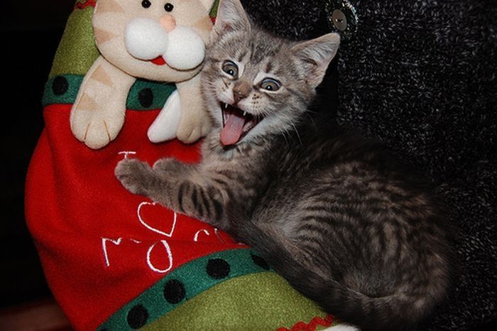 yawning kittens