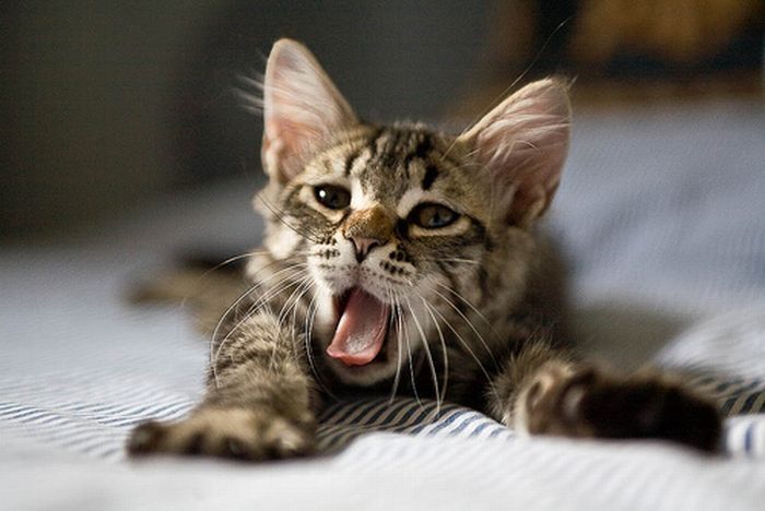 yawning kittens