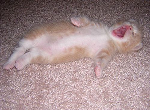 yawning kittens