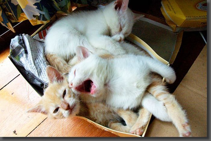 yawning kittens