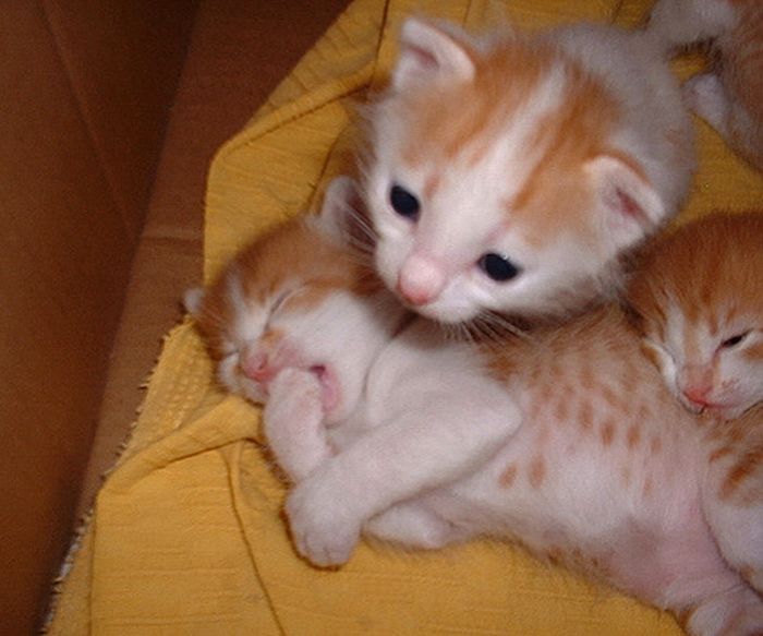 yawning kittens