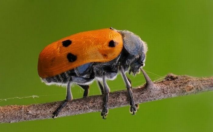 insect macro photography