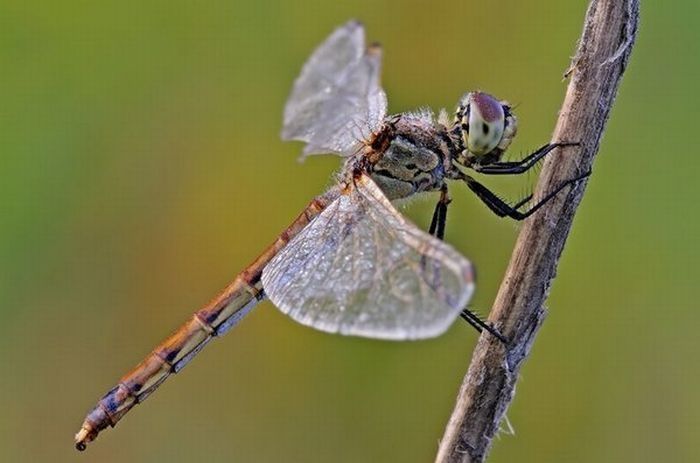 insect macro photography