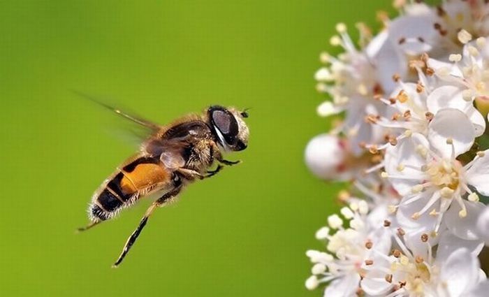 insect macro photography