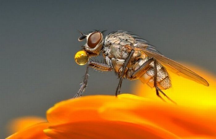 insect macro photography