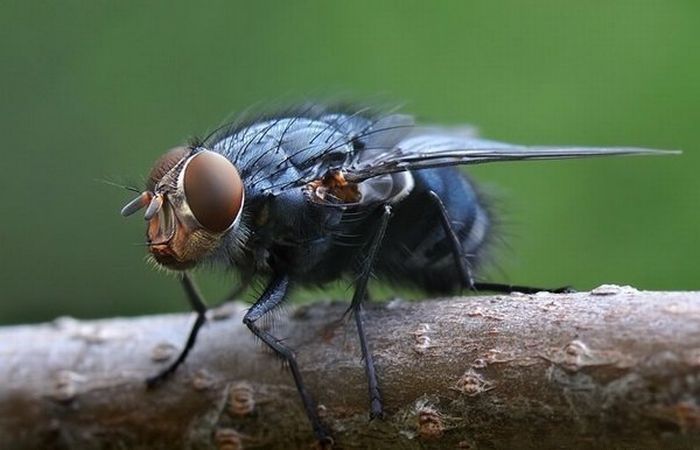 insect macro photography