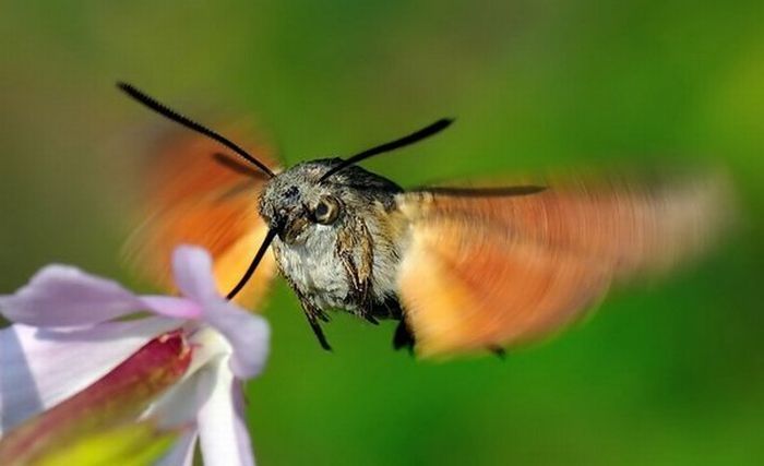 insect macro photography